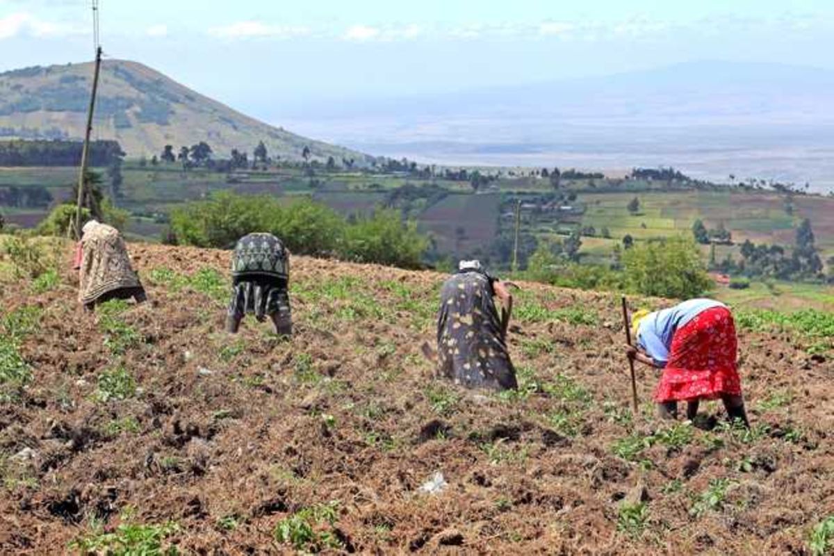 Afrika Tarımında Kamu Sermayesi Yeni Bir Göreve İhtiyaç Duyuyor