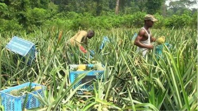 Kamerun tarımsal büyümesi ihracat tarımı daralırken %1,1'e düştü