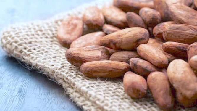 Kamerun kakao fiyatları, ihracat geliri %63 düştü.