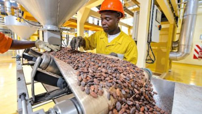 Kamerun'un kakao işlenmesi, çekirdek arzı azaldığı için %13 düştü