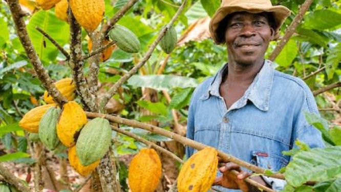 Kamerun Kakao Çiftçileri AB Uyum Maliyetleriyle Karşı Karşıya