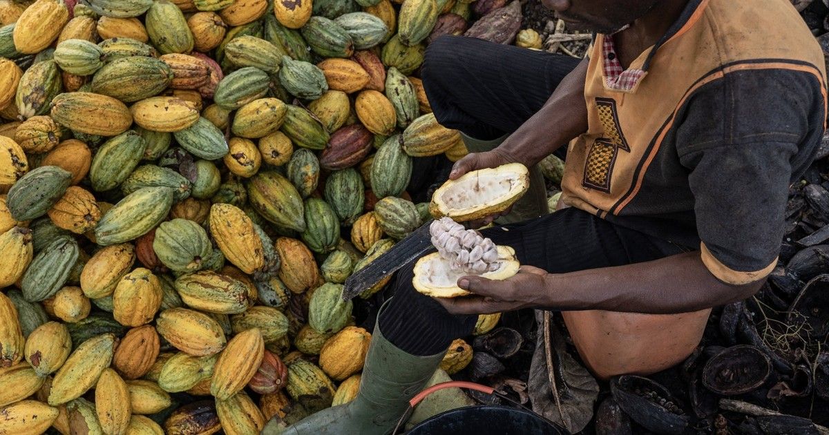 Afrika'nın en büyük iki kakao üreticisi, kaçakçılığı önlemek ve arzı dengelemek için birleşti.