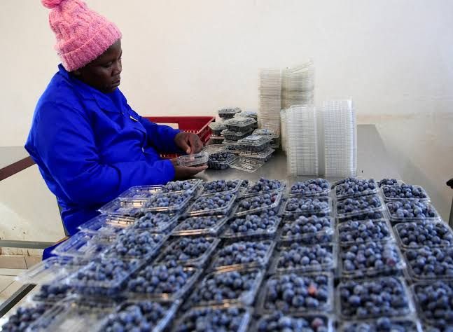 Zimbabwe'de bir çiftlikte işçi yaban mersini ayıklıyor ve paketliyor.