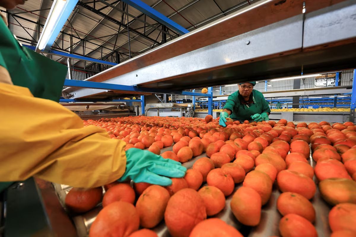 Güney Afrika'da narenciye işçileri mandalina ile çalışıyor.