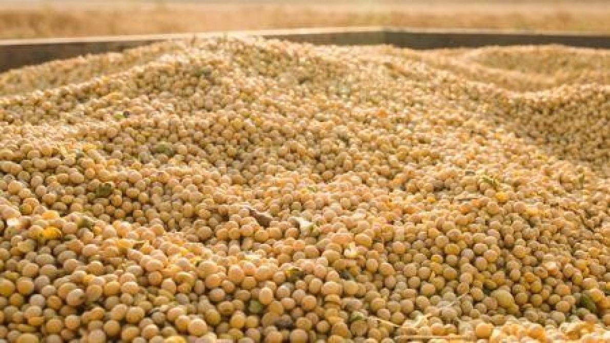 Güney Afrika, rekor soya hasadından sonra ihracatı çeşitlendirmek için Çin'i hedefliyor