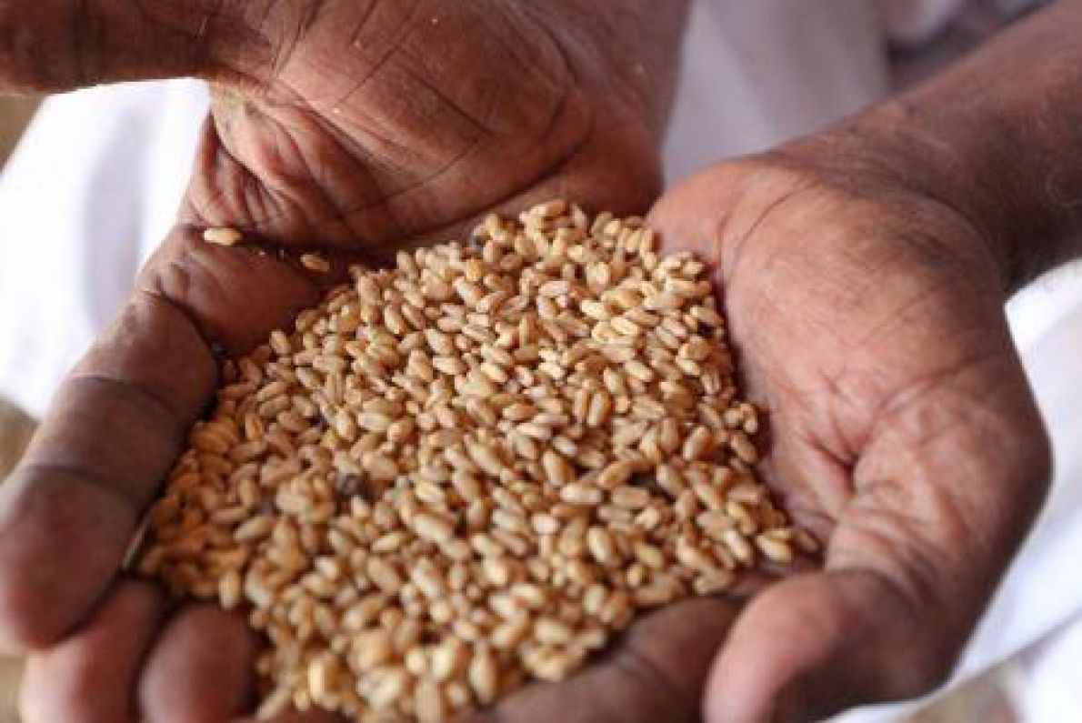 Senegal'in buğday ithalatı 1 milyon tona yaklaşıyor
