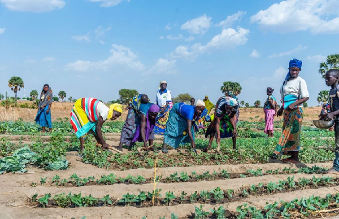 FAO Togo portföyü, gıda güvenliği baskıları artarken üretim ve iklim projelerini destekliyor.