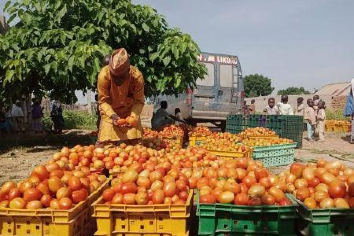 Nijerya, 2,5 Milyar Dolarlık Gıda Kaybıyla Mücadele İçin Asya Teknolojisi Arıyor