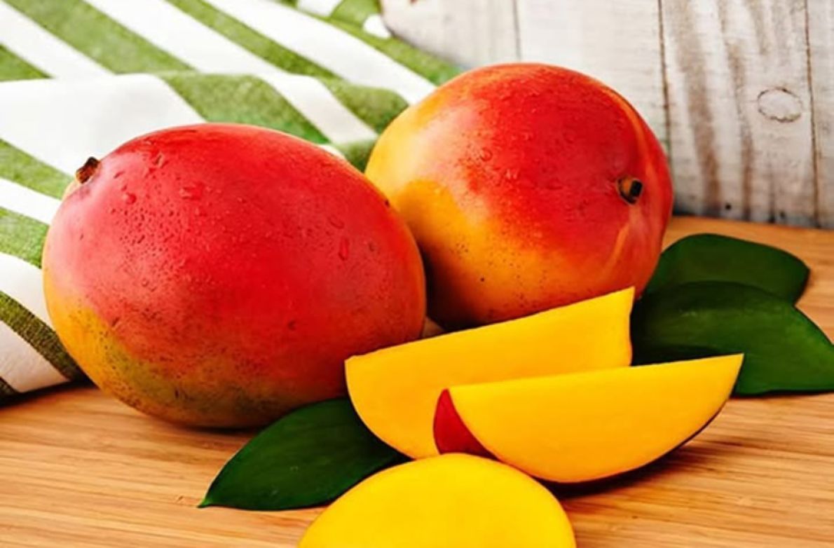 Senegal Mango Sektörü Kalite Endişelerine Rağmen Daha İyi Yönetilen 2026 Sezonu Görüyor