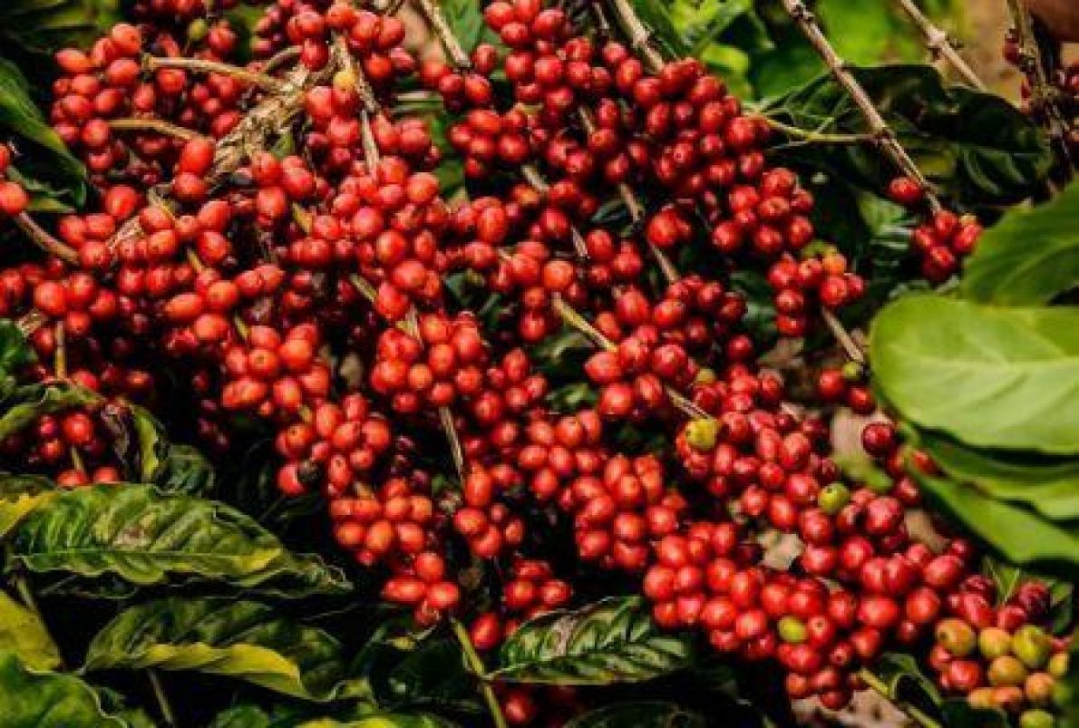 Robusta kahvesi iklime daha az dayanıklı olabilir