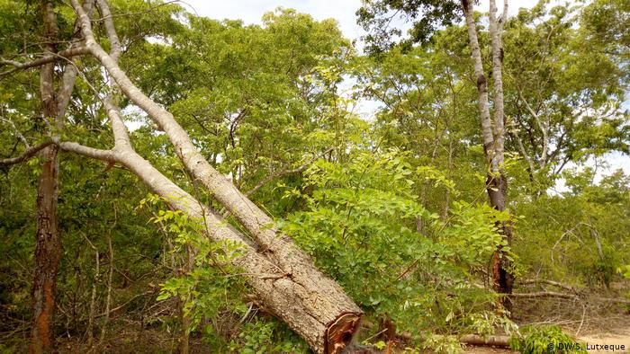 Mozambik Hükümeti ve UNDP, Yaban Hayatı Koruma İçin 15,4 Milyon Dolar Ayırdı